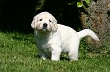 GOLDEN RETRIEVER 1064